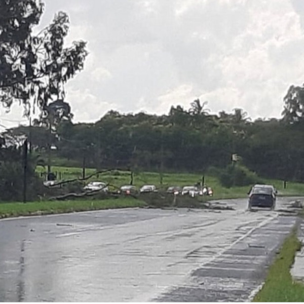 Motoristas que retornavam das festas de ano novo foram surpreendidos com árvores na estrada
