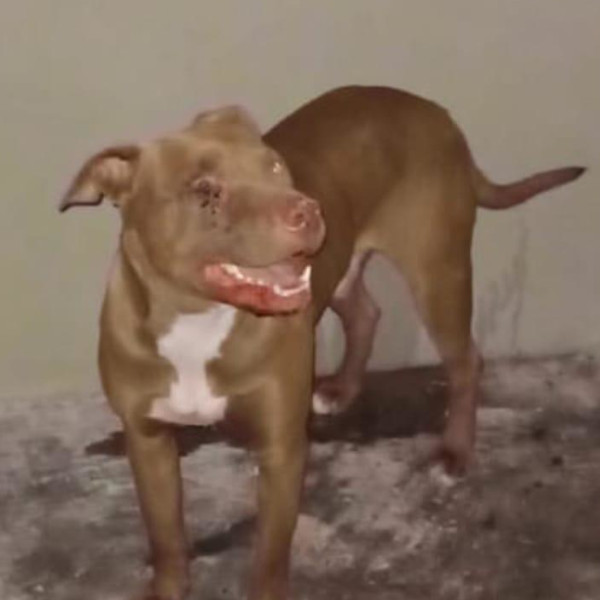 Departamento de Meio Ambiente procura dono de cachorro Pitbull encontrado na Barra Funda