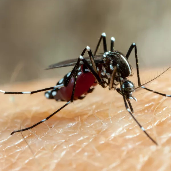 Epidemia de dengue leva Iepê a decretar situação de emergência em saúde pública