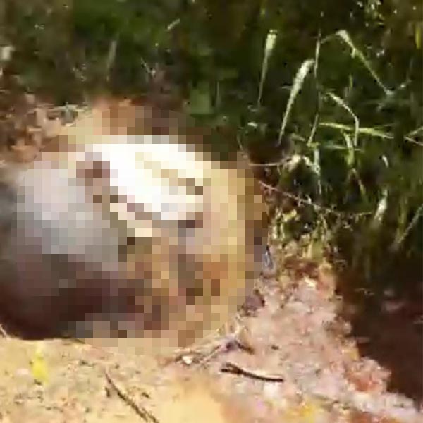 Corpo de mulher é encontrado em estado de decomposição em estrada rural de Paraguaçu