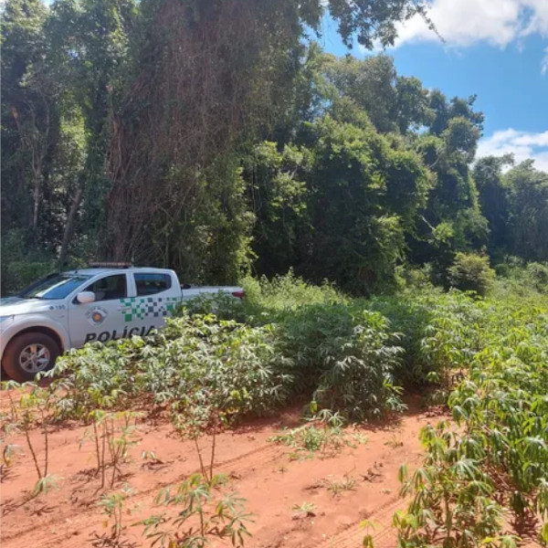 Homem é multado em mais de R$ 11 mil pelo corte de vegetação nativa para plantio de mandioca