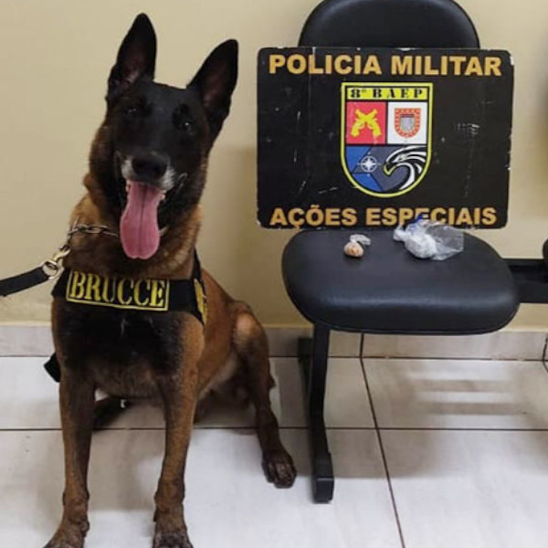 Em operação policial, cão farejador Brucce auxilia na localização de drogas em Lutécia