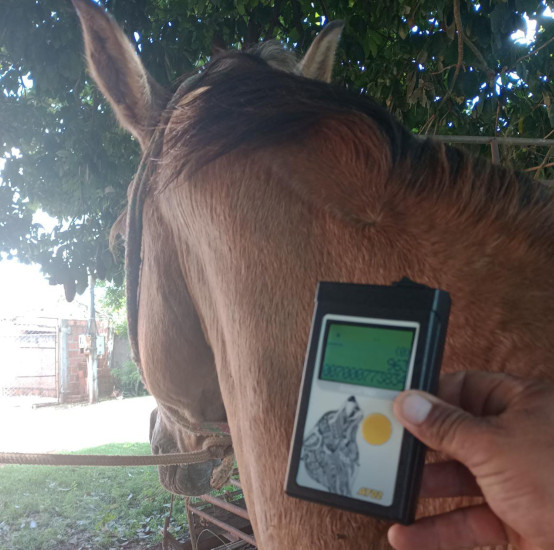 Departamento de Meio Ambiente e Agricultura esclarece a utilização de microchips em cavalos