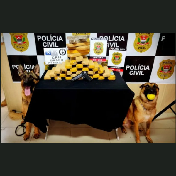 Cães farejadores encontram tambor enterrado com mais de 30 tijolos de maconha em sítio de Lins