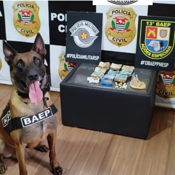 Cão farejador ajuda na apreensão de drogas e dinheiro
