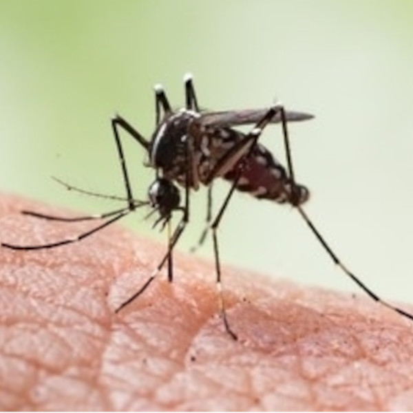 Lins investiga morte de criança de 4 anos por suspeita de dengue
