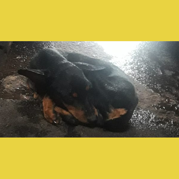 Cachorrinho perdido está a espera de seu dono