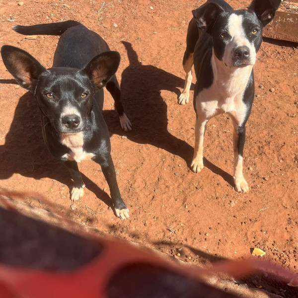 Cachorrinhas que estavam perdidas são devolvidas ao dono