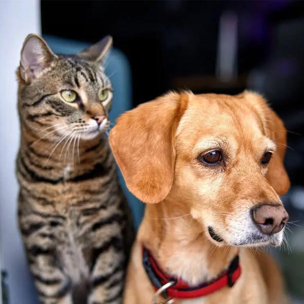Prefeitura abre inscrições para a castração de cães e gatos em Paraguaçu Paulista