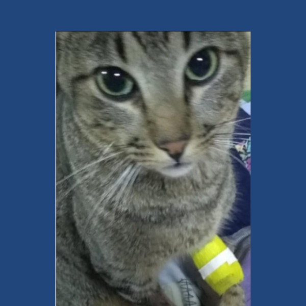 Gato desaparece na Barra Funda e dono oferece recompensa