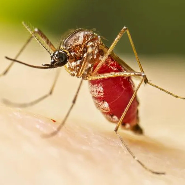 Assis confirma 2ª morte por dengue em 2023
