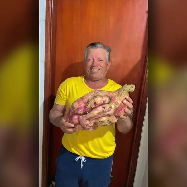 Servente colhe batata-doce de mais de 6kg em Assis