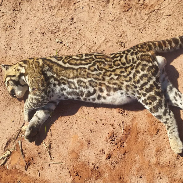 Jaguatirica morre atropelada na entrada do Balneário Municipal de Martinópolis