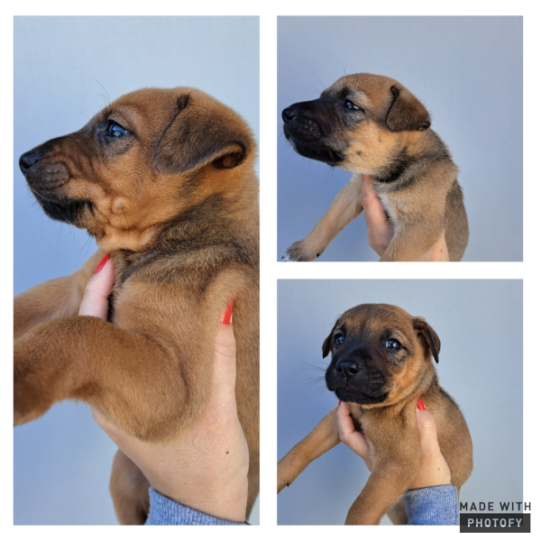 Filhotes fêmeas de cachorro estão para adoção em Paraguaçu