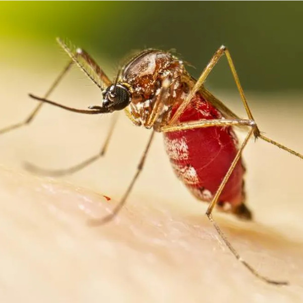 Confirmadas mais quatro mortes por dengue na região