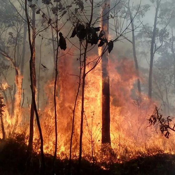 Governo de SP inicia ação de queima prescrita para minimizar danos de incêndios florestais