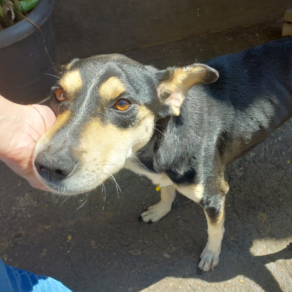 Cachorrinho perdido está à procura do dono