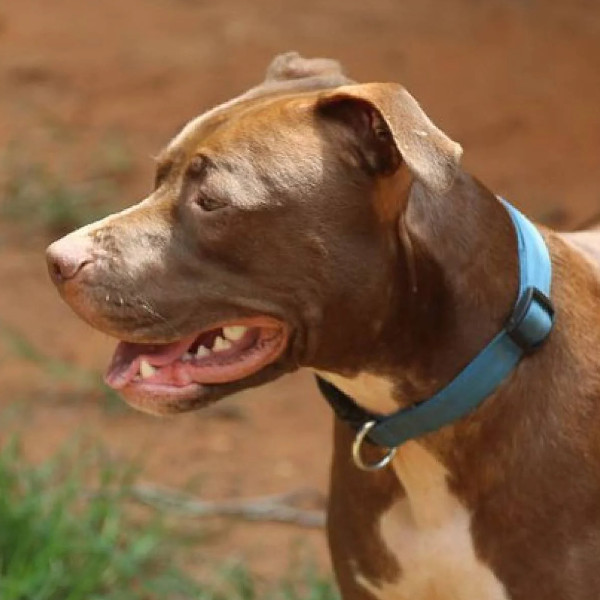 Mulher morre depois de ser atacada por pit bull em Paraguaçu Paulista