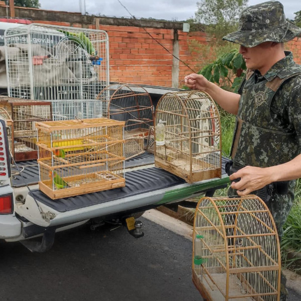 PM Ambiental divulga balanço semestral e resgata mais de 7 mil animais do tráfico no estado