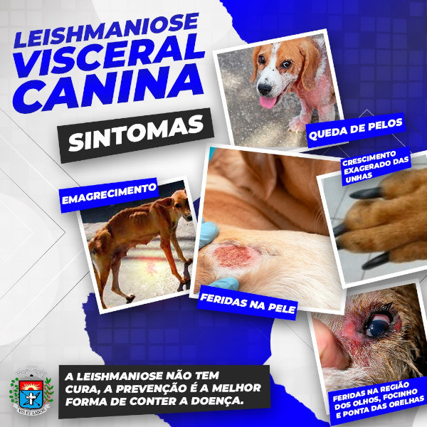Vigilância Epidemiológica explica como a Leishmaniose Visceral Canina acomete os animais