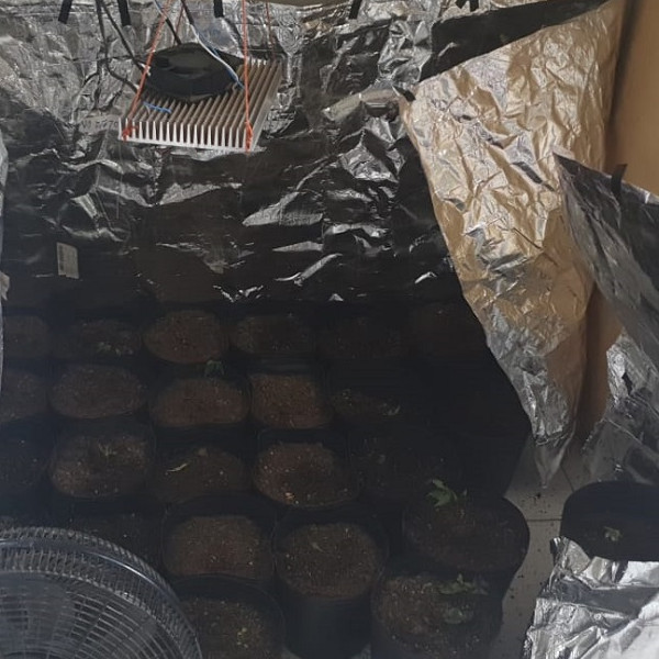 Dise desmonta estufa improvisada e apreende 28 vasos de maconha na região