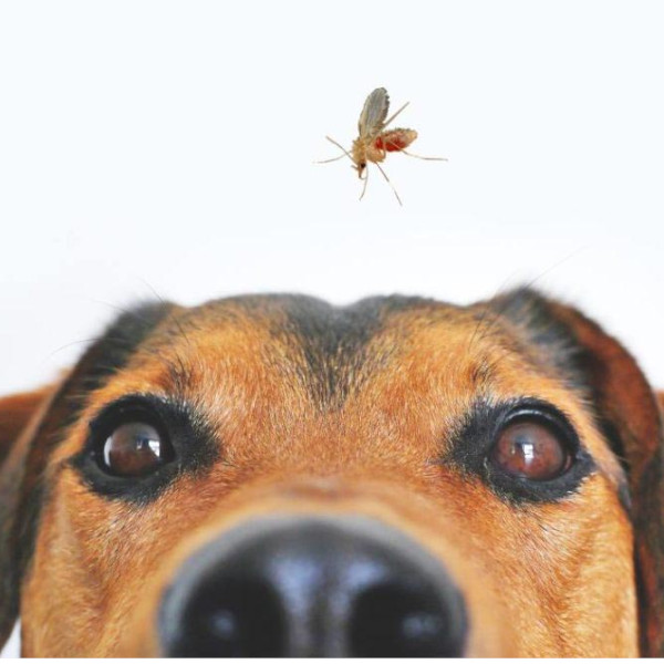 Saúde alerta para posse e guarda responsável de animais e prevenção à Leishmaniose Visceral