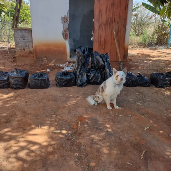 Com ajuda de cães farejadores, operação apreende mais de 230 quilos de maconha em Tupã