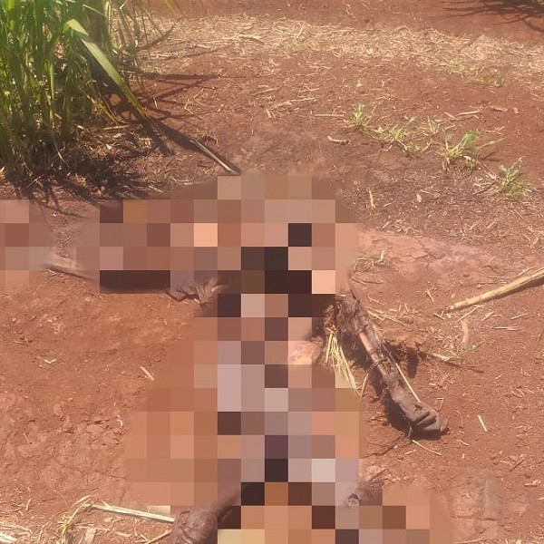 Ossada humana é encontrada na zona rural de Tarumã