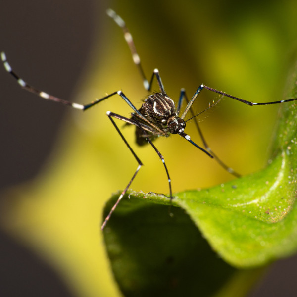 Mobilização para combater o Aedes aegypti, transmissor da dengue, segue até este sábado