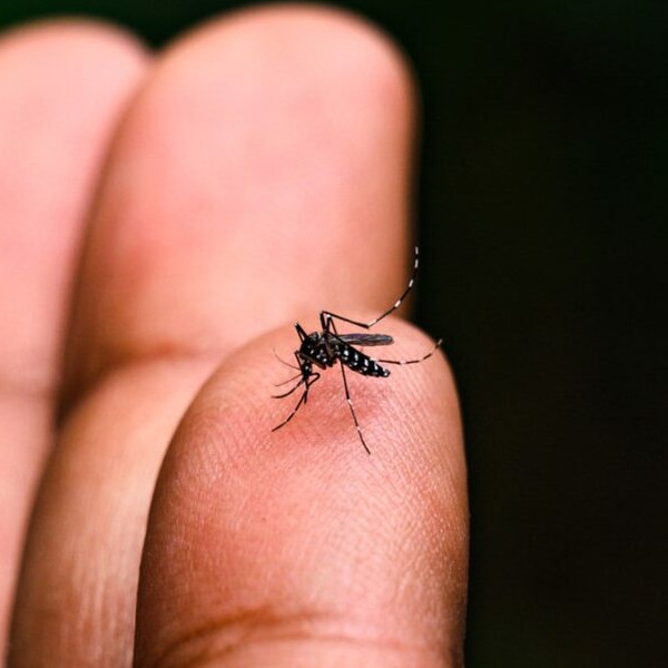 Lançado o “Dengue 100 Dúvidas” para informar a população na luta contra o Aedes