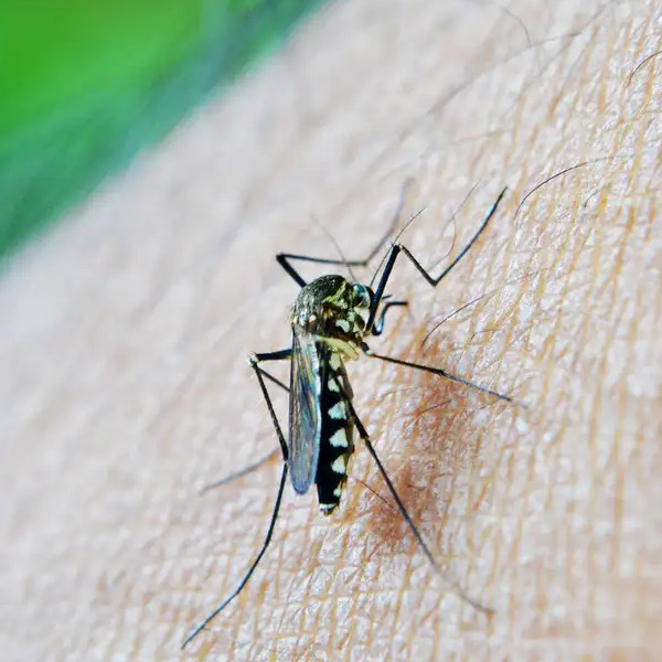 Com oito casos positivos e mais de 100 notificações, Paraguaçu pode viver epidemia de dengue