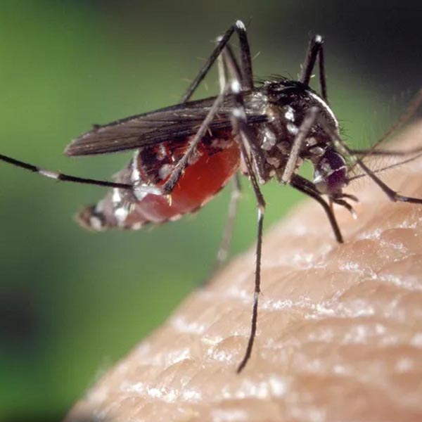 Paraguaçu Paulista confirma mais três casos de dengue e Departamento de Saúde alerta a população