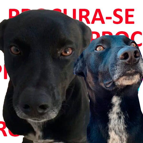 Família de Paraguaçu Paulista renova apelo por informações do cão desaparecido, Neguinho