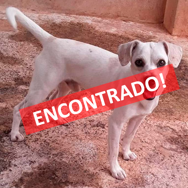Busca pelo cãozinho Thor em Paraguaçu Paulista: desaparecido desde o domingo