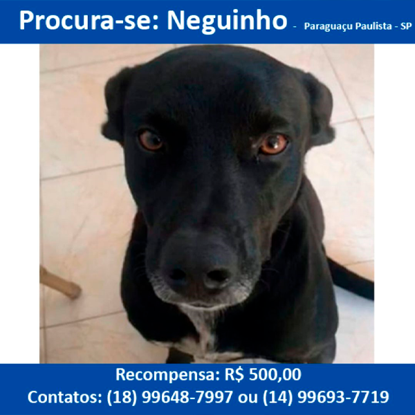 Ajude a encontrar Neguinho: cãozinho amado desaparecido em Paraguaçu Paulista