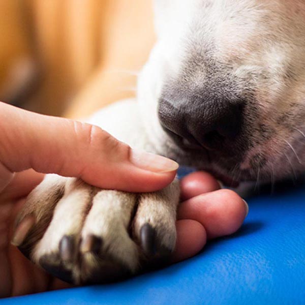 Programa de Castração Móvel deverá castrar 140 animais sexta-feira, dia 31, em Paraguaçu Paulista