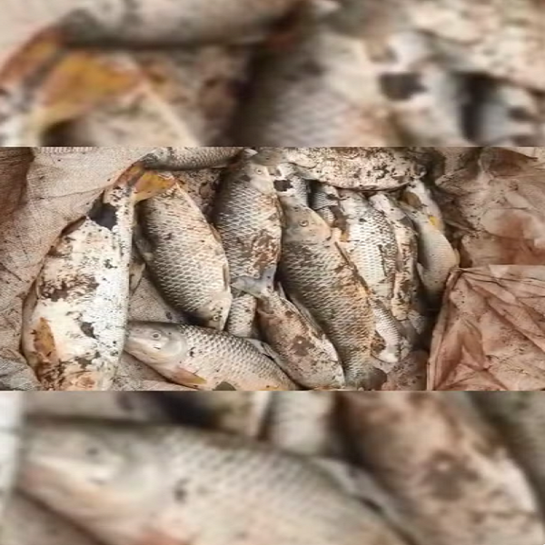 Usina de Queiroz é multada em mais de R$ 80 mil após mortandade de peixes
