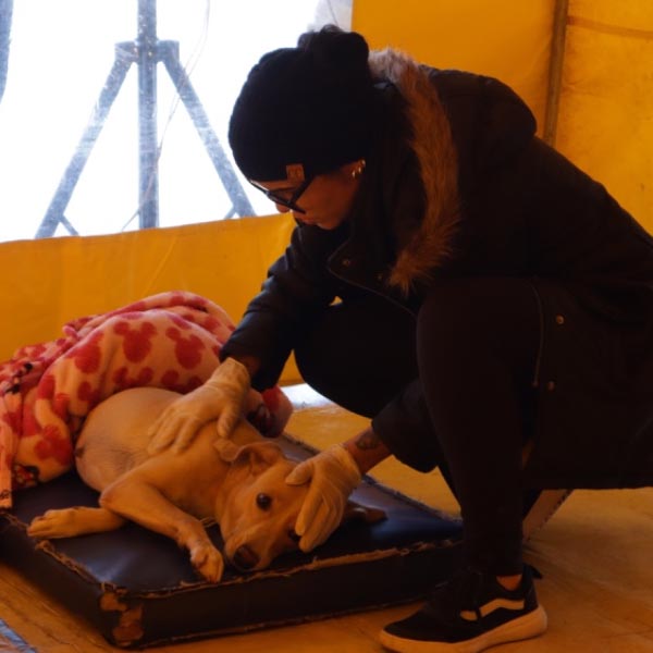 Mais de 100 animais são atendidos durante Programa de Castração Móvel em Paraguaçu Paulista