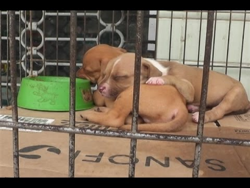 Lei proíbe exposição de cães e gatos em vitrine em SP