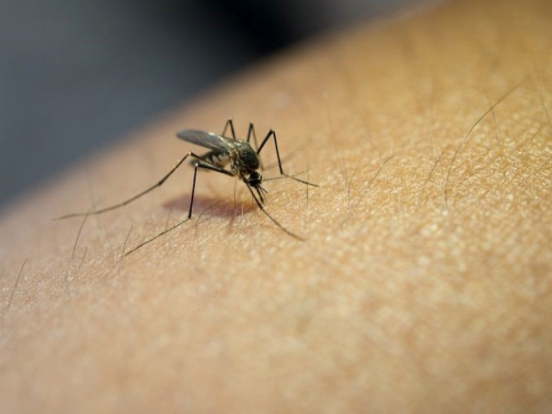 Dengue: De acordo com a Vigilância já são 2005 casos positivos