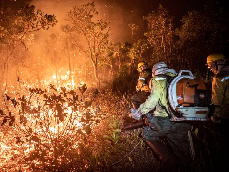 Brasil teve 11,39 milhões de hectares atingidos pelo fogo este ano