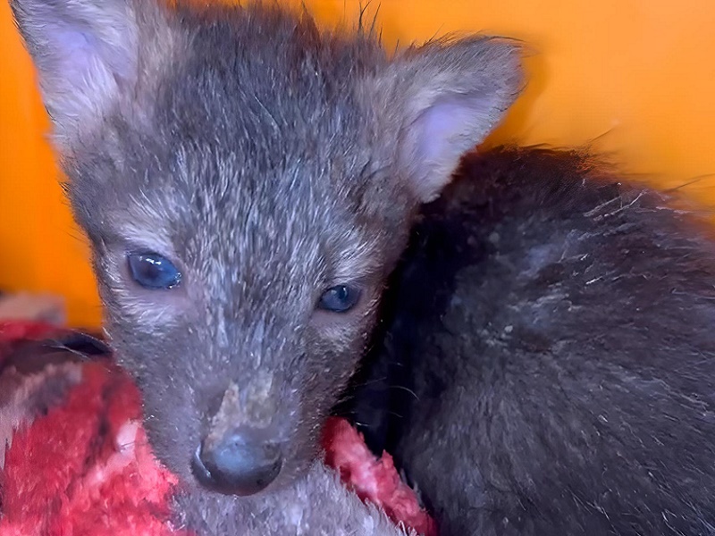 Animais recebem tratamento especializado após queimadas