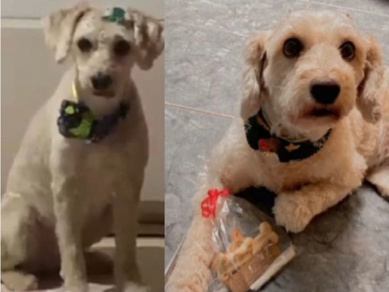 Procura-se cachorrinha desaparecida em Paraguaçu