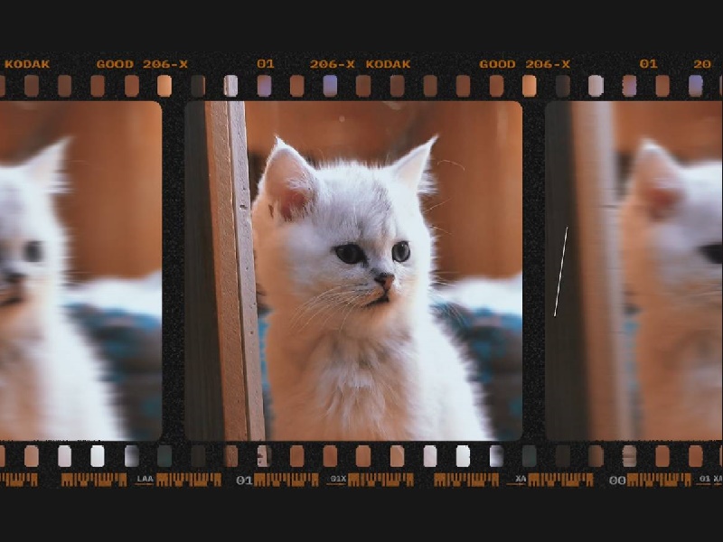 Programa de Controle Populacional já castrou mais de 3.600 cães e gatos em Paraguaçu