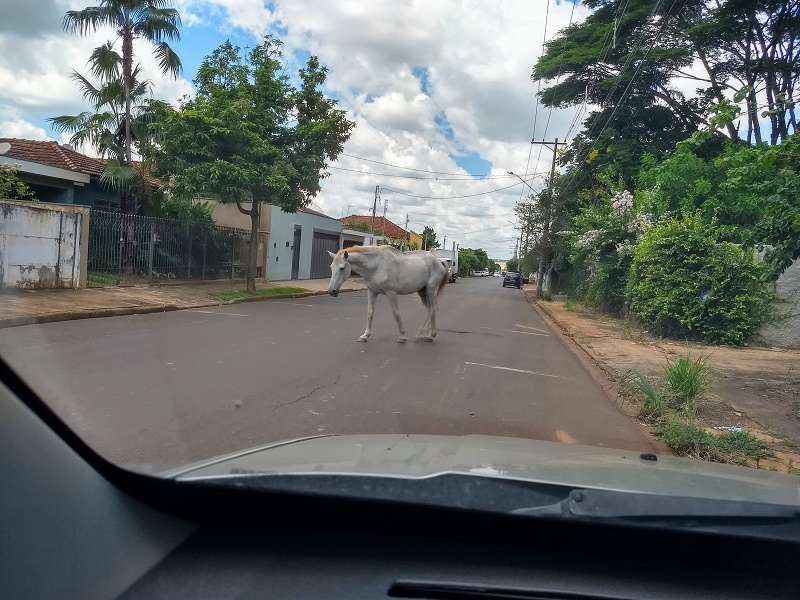 Prefeitura realiza recolhimento de animais de grande porte soltos nas vias públicas