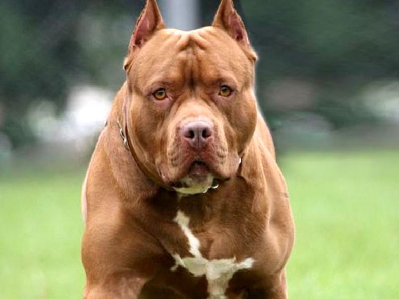Criança de três anos é atacada por pitbull na Vila Nova