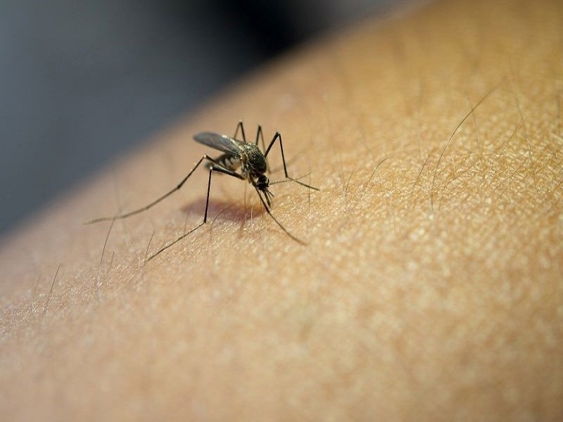Prefeitura alerta para o risco da dengue neste período chuvoso