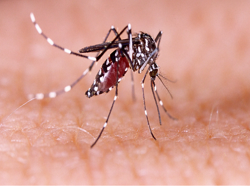Boletim da Dengue: Aumentam os casos positivos em Paraguaçu Paulista