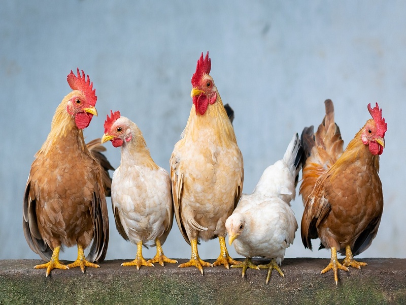 Gripe aviária: pelo menos 12 animais de 4 estados estão sob investigação
