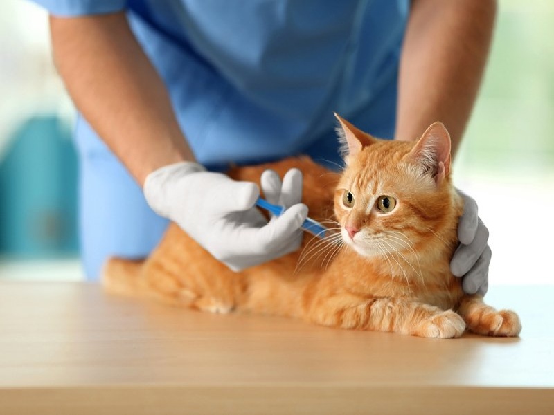 Nesta sexta-feira (30) tem vacinação para cães e gatos em Paraguaçu